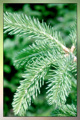 Fir, Balsam Therapeutic-Grade Essential Oil