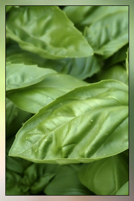 Basil, Sweet (Linalool) Therapeutic-Grade Essential Oil