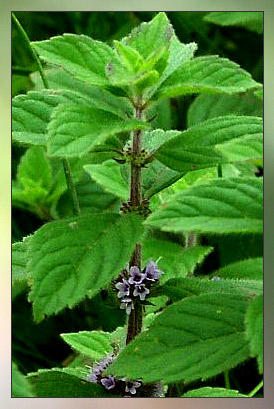 Cornmint Therapeutic-Grade Essential Oil