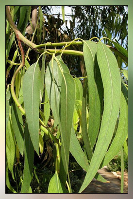 Eucalyptus Globulus Therapeutic-Grade Essential Oil