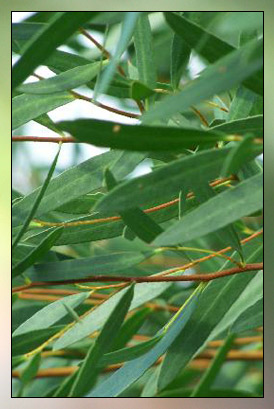 Eucalyptus Polybractea Therapeutic-Grade Essential Oil