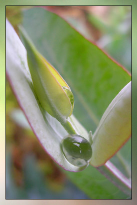 Eucalyptus Radiata Therapeutic-Grade Essential Oil