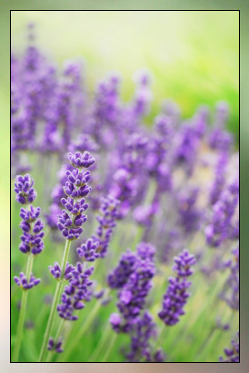 Lavender, Fine Therapeutic-Grade Essential Oil