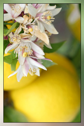 Lemon, Green