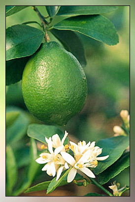 Mexican Lime Peel