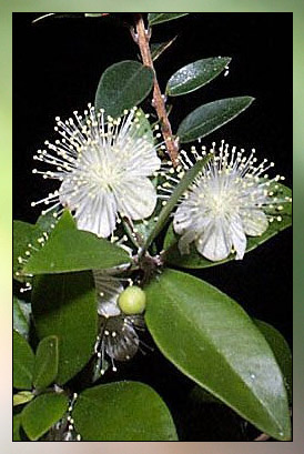 Myrtle Therapeutic-Grade Essential Oil
