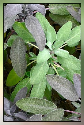 Sage Therapeutic-Grade Essential Oil