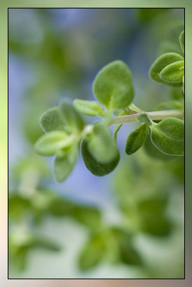 Thyme, Thujanol Therapeutic-Grade Essential Oil