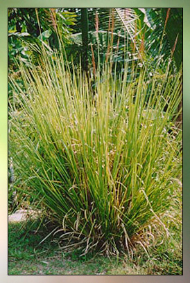 Vetiver Therapeutic-Grade Essential Oil