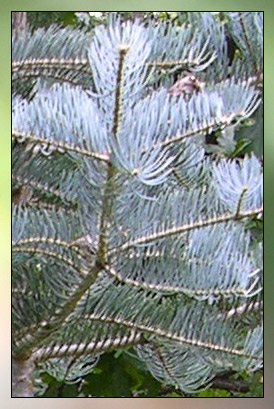 Fir, White Therapeutic-Grade Essential Oil