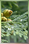 Cedarwood therapeutic-grade essential oil