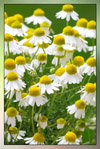 Chamomile therapeutic-grade essential oil
